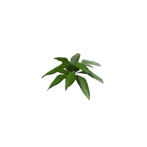 Tropical Plant 4 (Type 2)